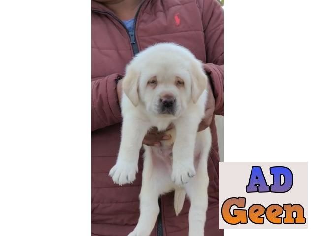 used Labrador 50 Days old heavy bone puppies available 9793862529 The Dog Farm for sale 